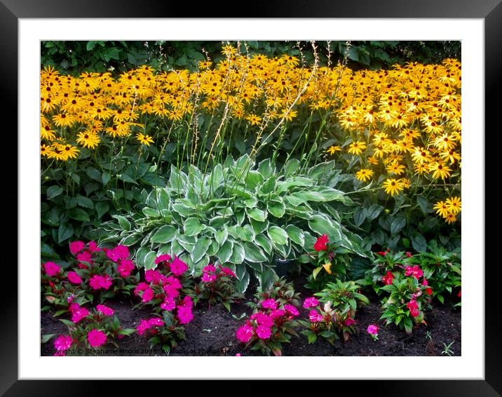 Colourful flowers  Framed Mounted Print by Stephanie Moore