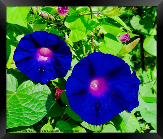 Blue Morning Glories Framed Print by Stephanie Moore