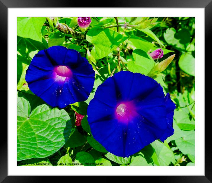 Blue Morning Glories Framed Mounted Print by Stephanie Moore