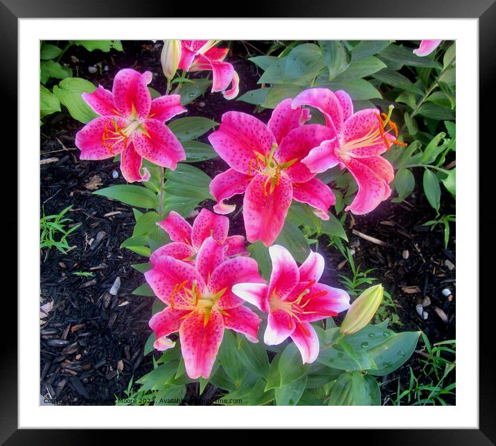 Stargazer Lilies Framed Mounted Print by Stephanie Moore