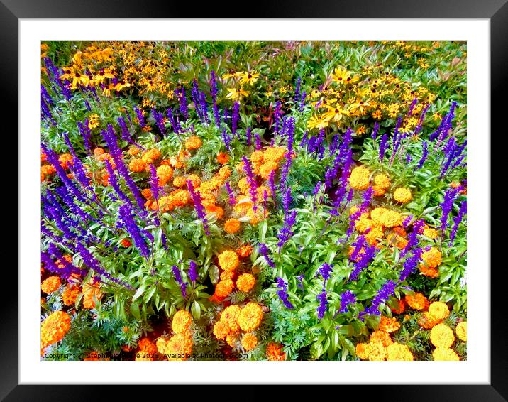 Colourful garden flowers Framed Mounted Print by Stephanie Moore