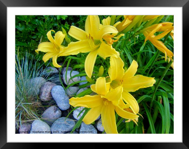 Yellow lilies Framed Mounted Print by Stephanie Moore