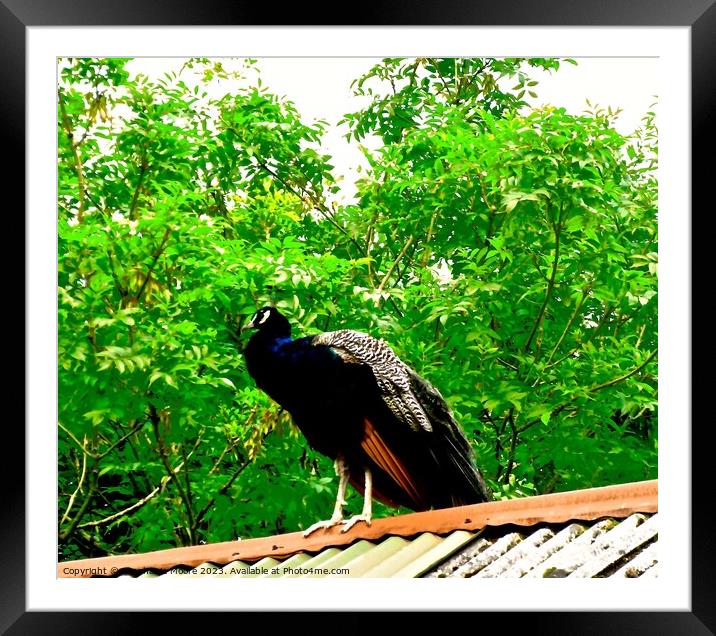 The Peacock Cafe Framed Mounted Print by Stephanie Moore