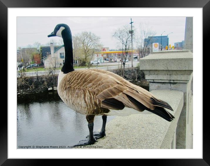 Canada goose up close and personal Framed Mounted Print by Stephanie Moore