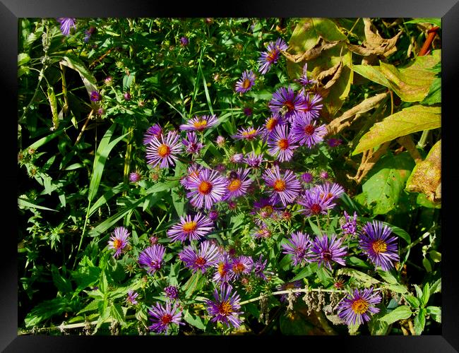 Wild Asters Framed Print by Stephanie Moore