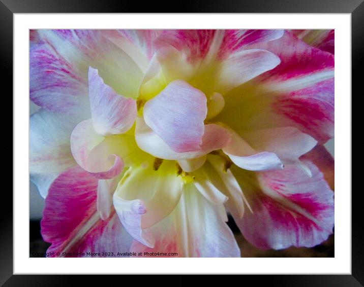 Frilly Tulip Framed Mounted Print by Stephanie Moore