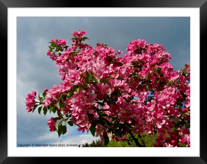 Apple blossoms Framed Mounted Print by Stephanie Moore