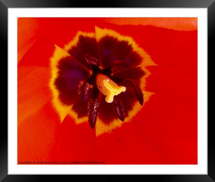 Red tulip Framed Mounted Print by Stephanie Moore