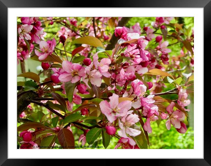 Pink apple blossoms Framed Mounted Print by Stephanie Moore