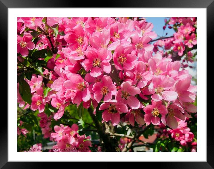 Pink apple blossoms Framed Mounted Print by Stephanie Moore