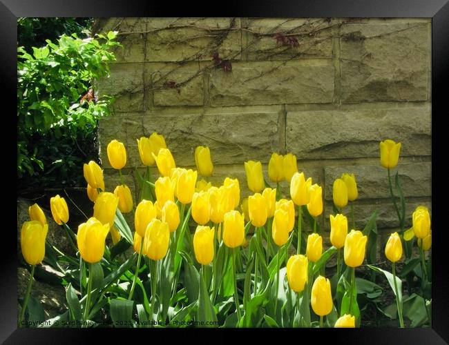Yellow tulips Framed Print by Stephanie Moore