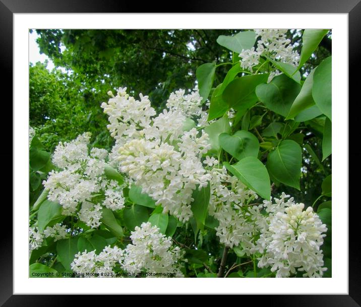 White Lilac Framed Mounted Print by Stephanie Moore