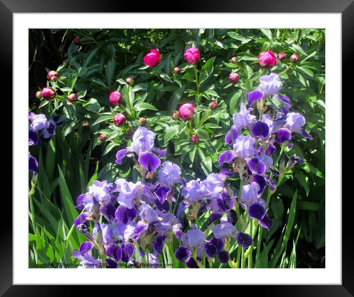 Iris and peonies Framed Mounted Print by Stephanie Moore