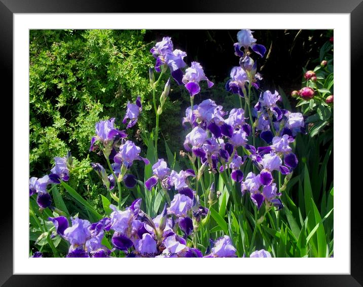 Purple Iris Framed Mounted Print by Stephanie Moore