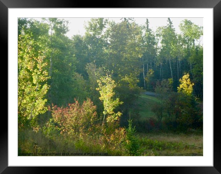 Sunlit fall trees Framed Mounted Print by Stephanie Moore