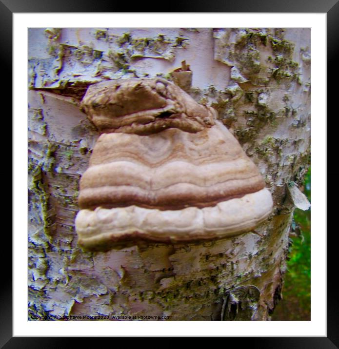 Tree fungus Framed Mounted Print by Stephanie Moore