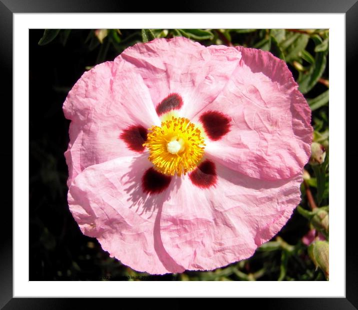 Rose of Sharon Framed Mounted Print by Stephanie Moore