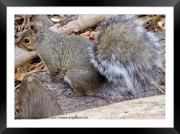 Grey Squirrel Framed Mounted Print by Stephanie Moore