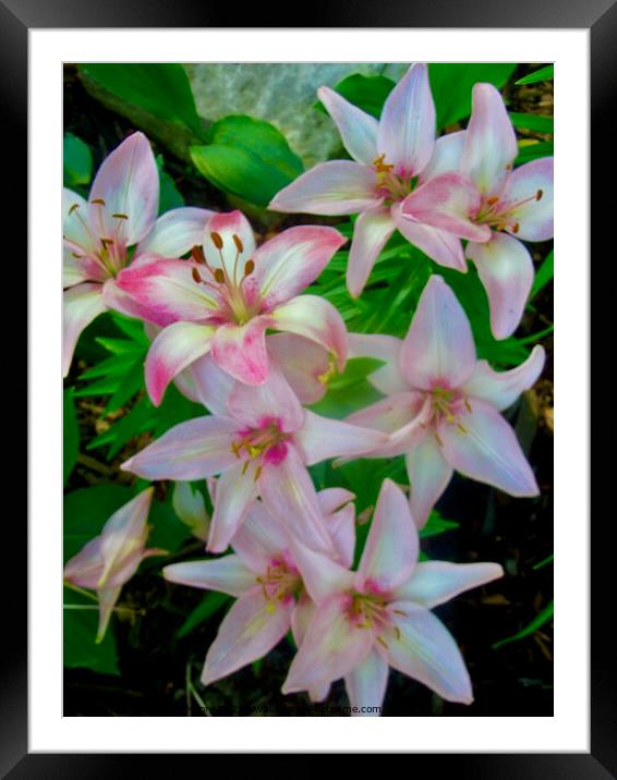 Stargazer lilies Framed Mounted Print by Stephanie Moore