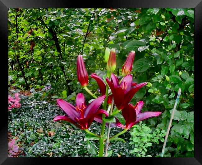 dark red lilies Framed Print by Stephanie Moore