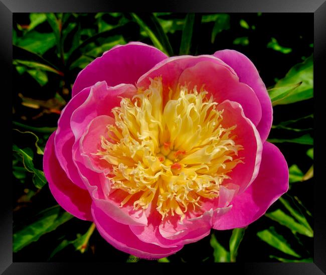 Pink and yellow peony Framed Print by Stephanie Moore