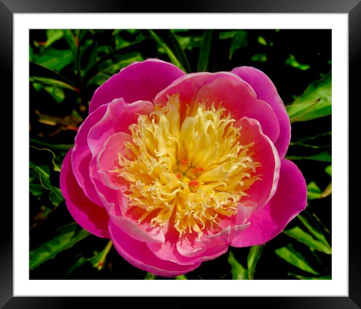 Pink and yellow peony Framed Mounted Print by Stephanie Moore
