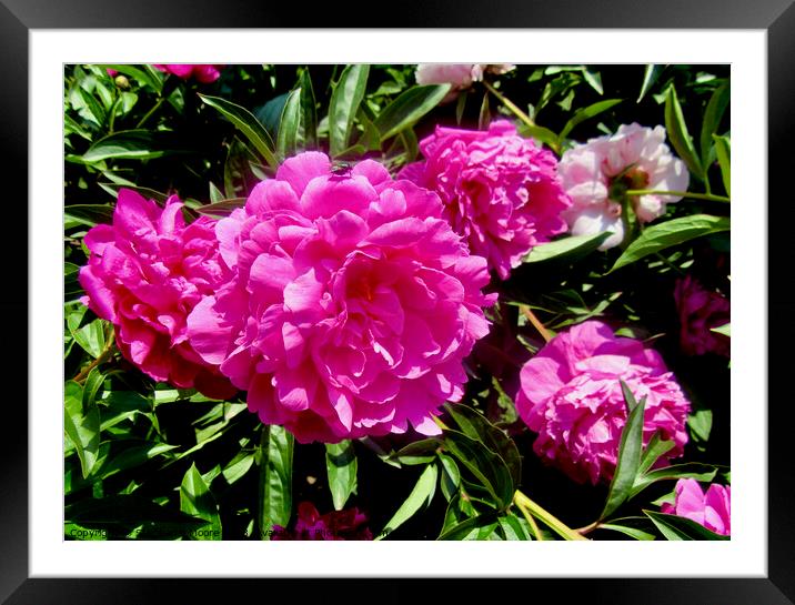 Lush pink peonies Framed Mounted Print by Stephanie Moore