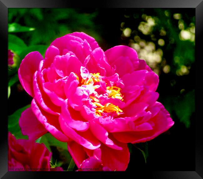 Peony in the sun Framed Print by Stephanie Moore