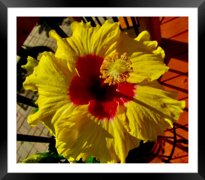 Hibiscus Framed Mounted Print by Stephanie Moore
