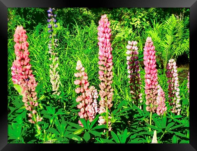 Pink Lupins Framed Print by Stephanie Moore