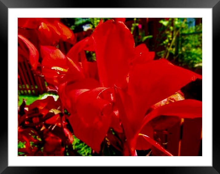 Red Calla Lilly Framed Mounted Print by Stephanie Moore