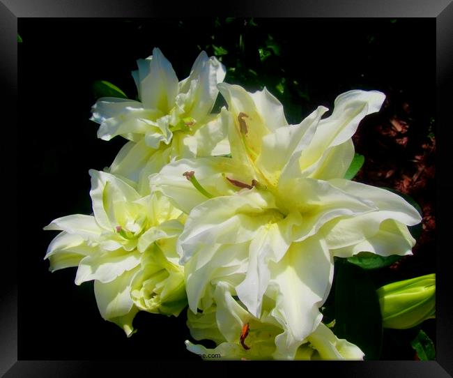 White lilies Framed Print by Stephanie Moore