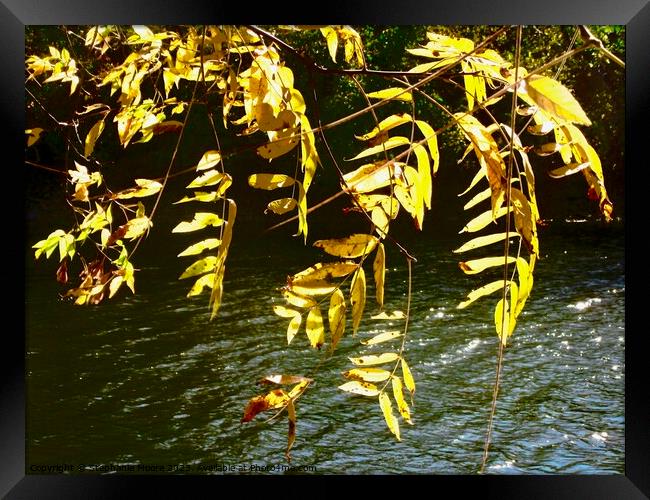 Windblown leaves Framed Print by Stephanie Moore