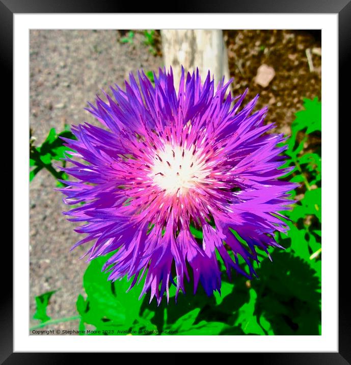 Purple flower Framed Mounted Print by Stephanie Moore