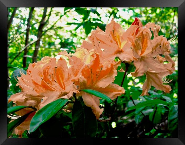Orange Rhododendrons Framed Print by Stephanie Moore
