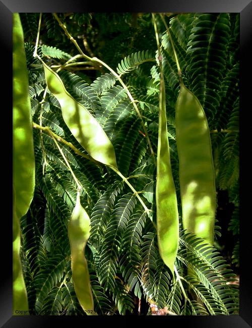 Mimosa seed pods Framed Print by Stephanie Moore
