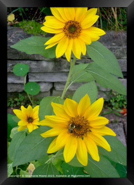 Yellow Daisies Framed Print by Stephanie Moore