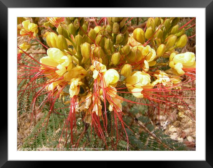Yellow and Red flowers Framed Mounted Print by Stephanie Moore