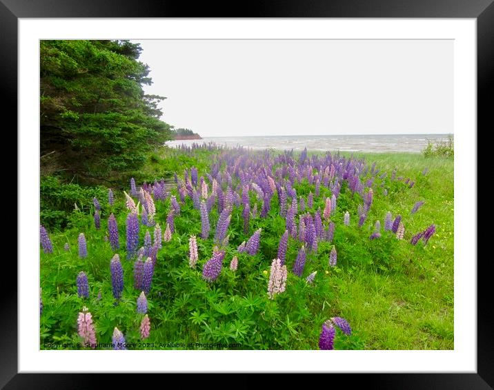 Lupins on the Shore Framed Mounted Print by Stephanie Moore