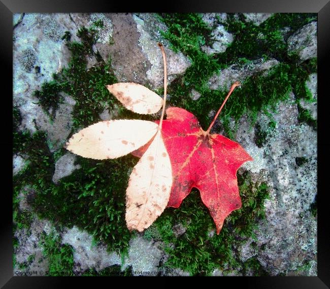 Fallen Leaves Framed Print by Stephanie Moore