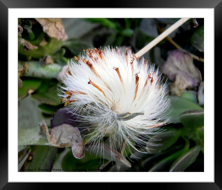 Fluffy Seeds Framed Mounted Print by Stephanie Moore