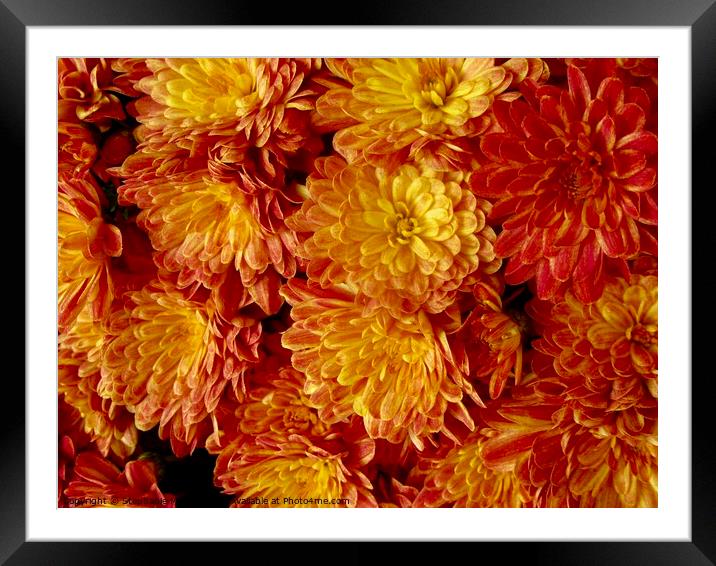Orange Chrysanthemums Framed Mounted Print by Stephanie Moore