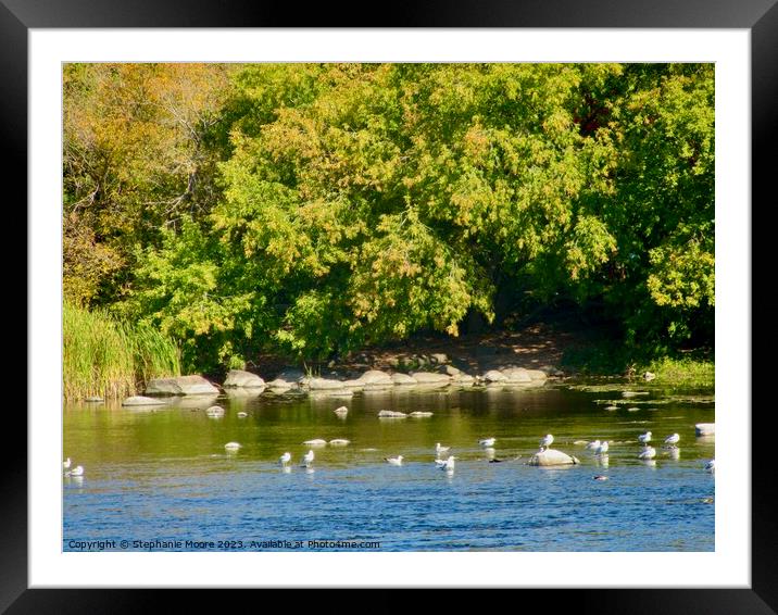 Shady bank of the Rideau River Framed Mounted Print by Stephanie Moore