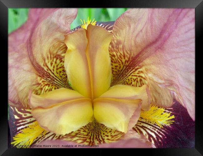Pink and yellow iris Framed Print by Stephanie Moore