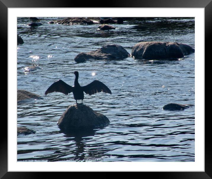 Cormorant drying his wings Framed Mounted Print by Stephanie Moore