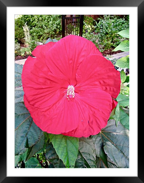 Pink hibiscus Framed Mounted Print by Stephanie Moore