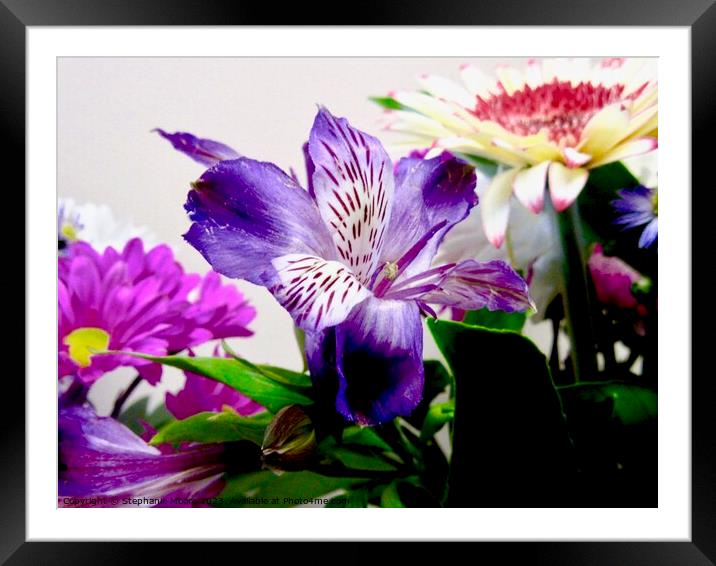 Daisies and iris Framed Mounted Print by Stephanie Moore