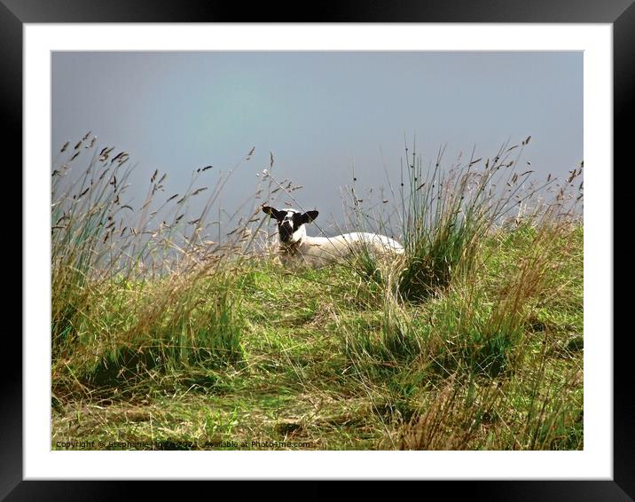 Wet Sheep Framed Mounted Print by Stephanie Moore