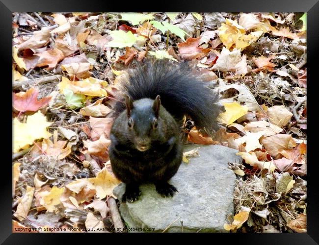 Squirrel on a rock Framed Print by Stephanie Moore
