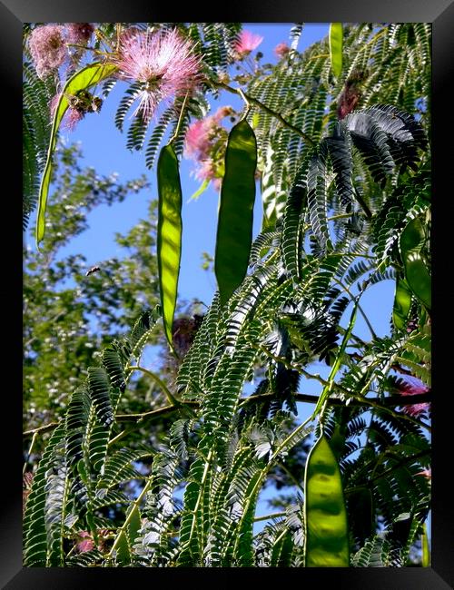 Mimosa flowers and seeds Framed Print by Stephanie Moore